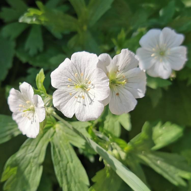 Plant image Geranium sanguineum 'Album'