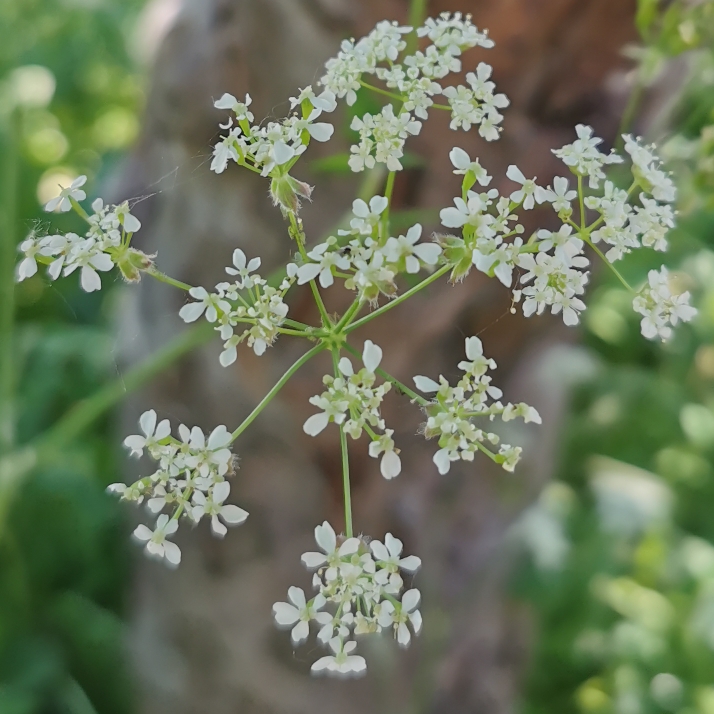 Plant image Anthriscus sylvestris