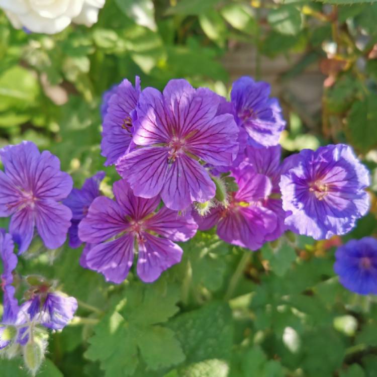 Plant image Geranium x magnificum syn. Geranium magnificum