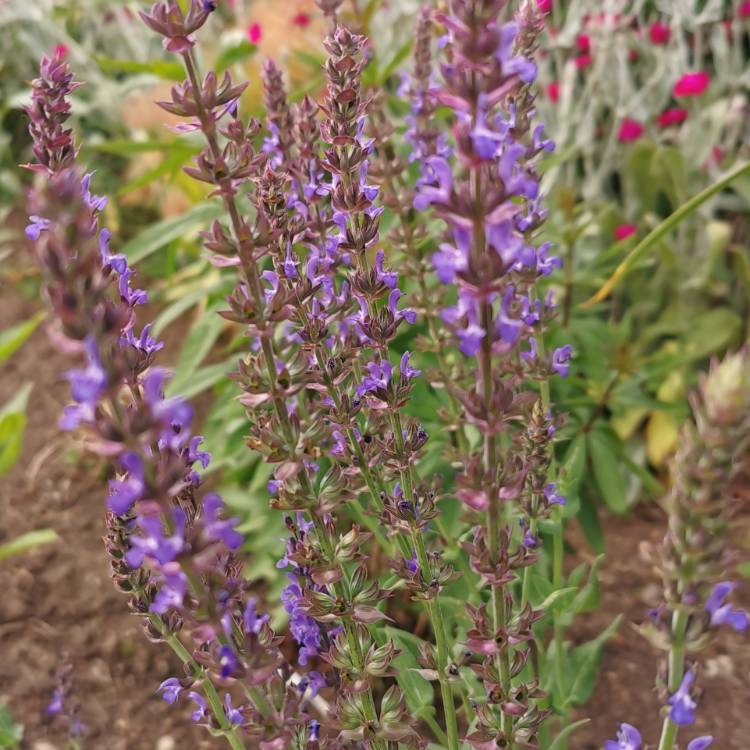 plant image 1341456