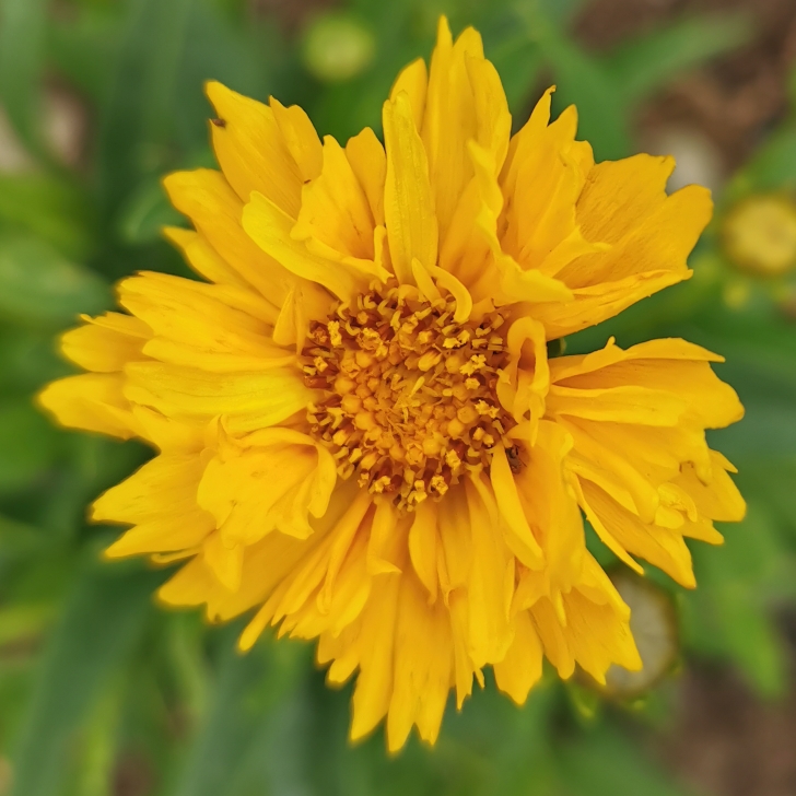 Plant image Coreopsis grandiflora 'Golden Joy'