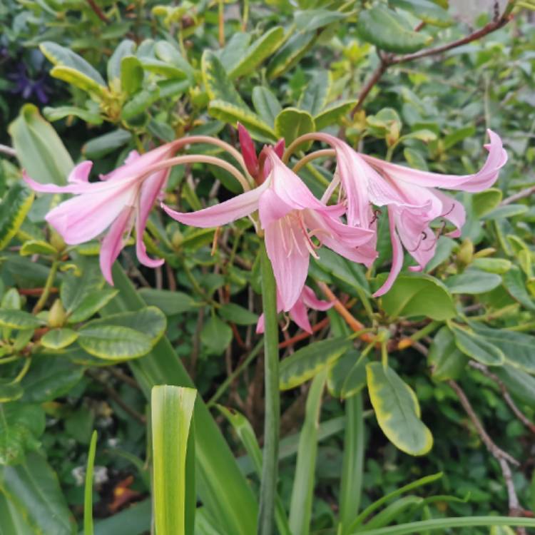 Plant image Crinum