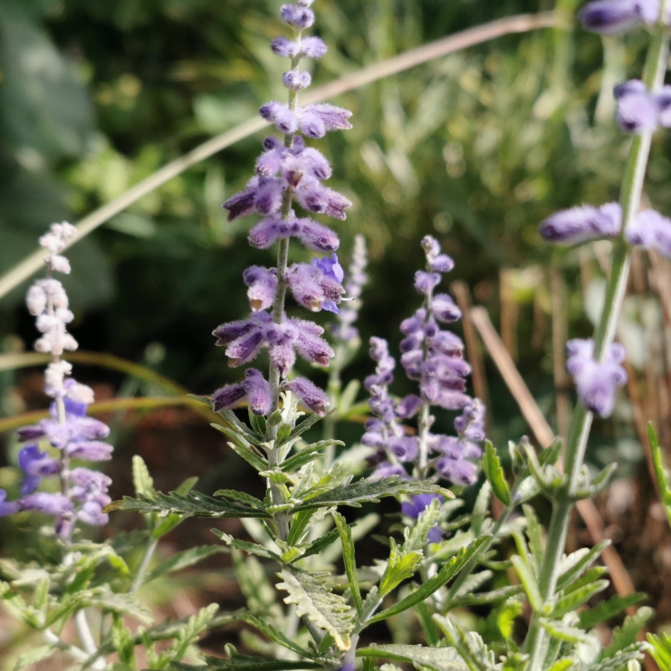 Plant image Salvia 'Lacey Blue' syn. Perovskia 'Lacey Blue'