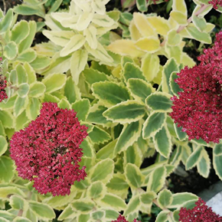 Plant image Sedum Elsie's Gold