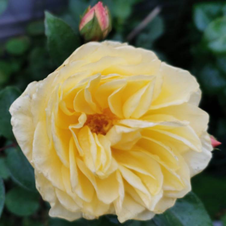 Plant image Rosa 'Ausmas' syn. Rosa 'Graham Thomas'