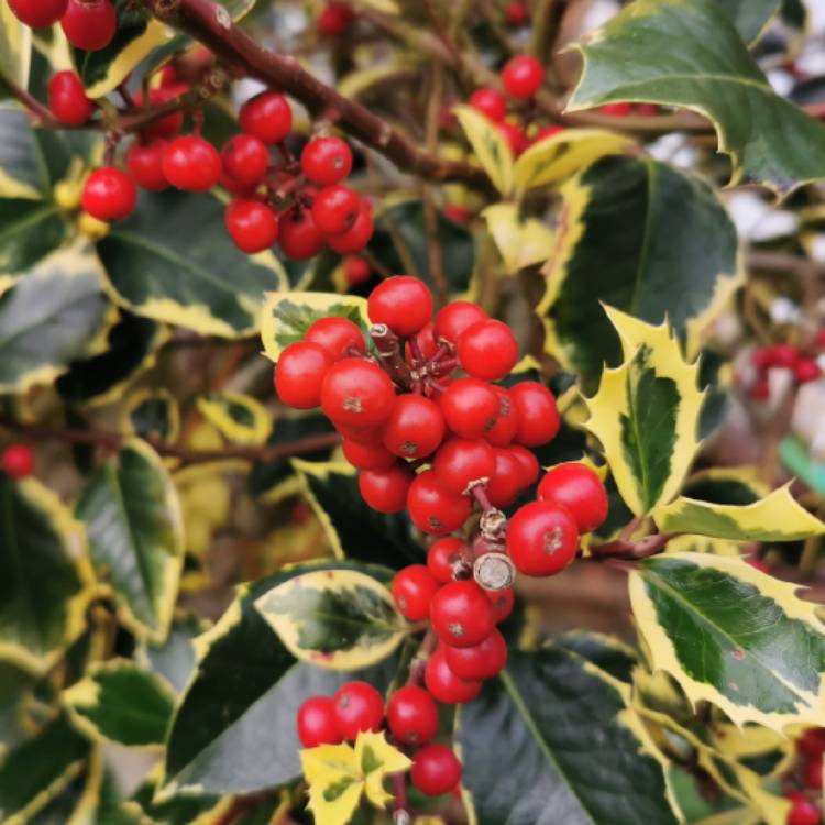 Plant image Ilex