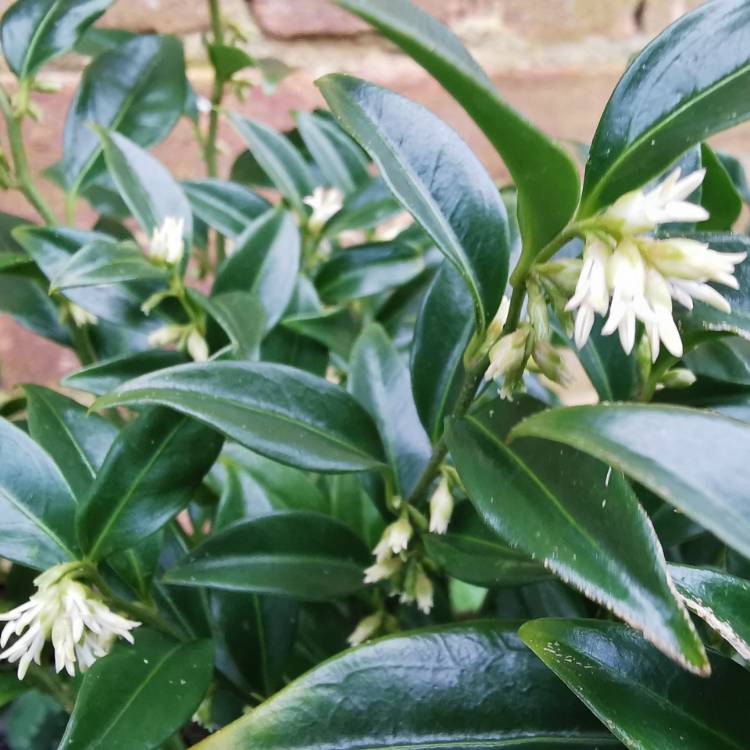 Plant image Sarcococca hookeriana var. humilis