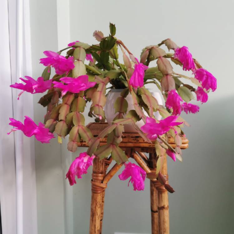 Plant image Schlumbergera bridgesii (Lem.) Loefgr.