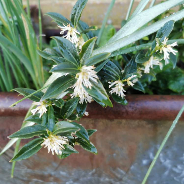 Plant image Sarcococca hookeriana var. humilis