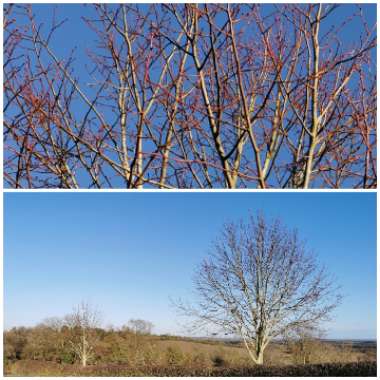 Tilia x europaea