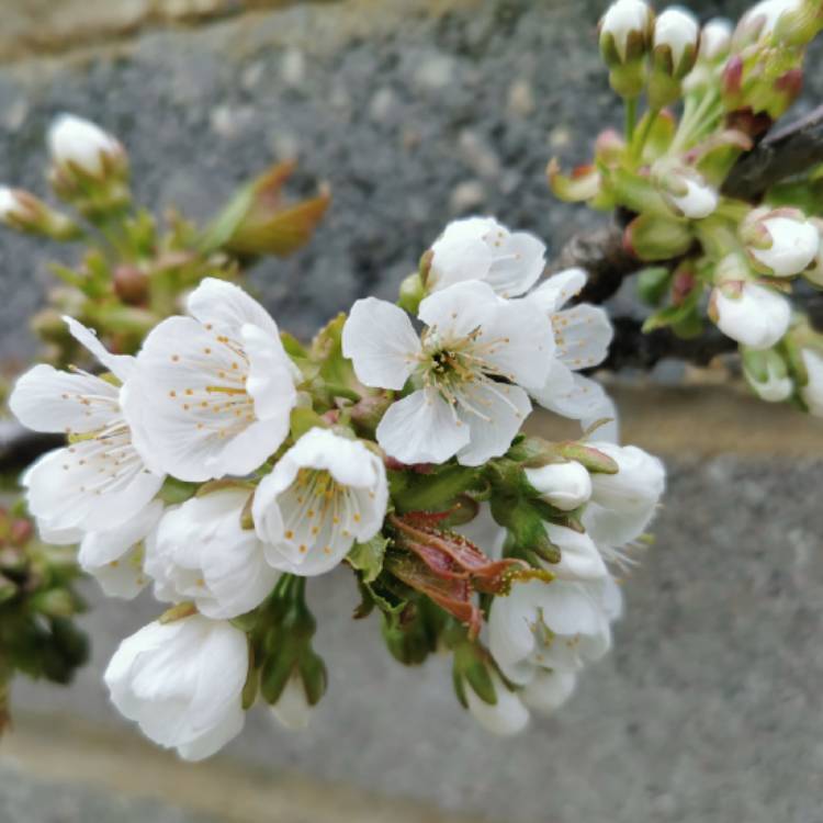 Plant image Prunus avium 'Stella'