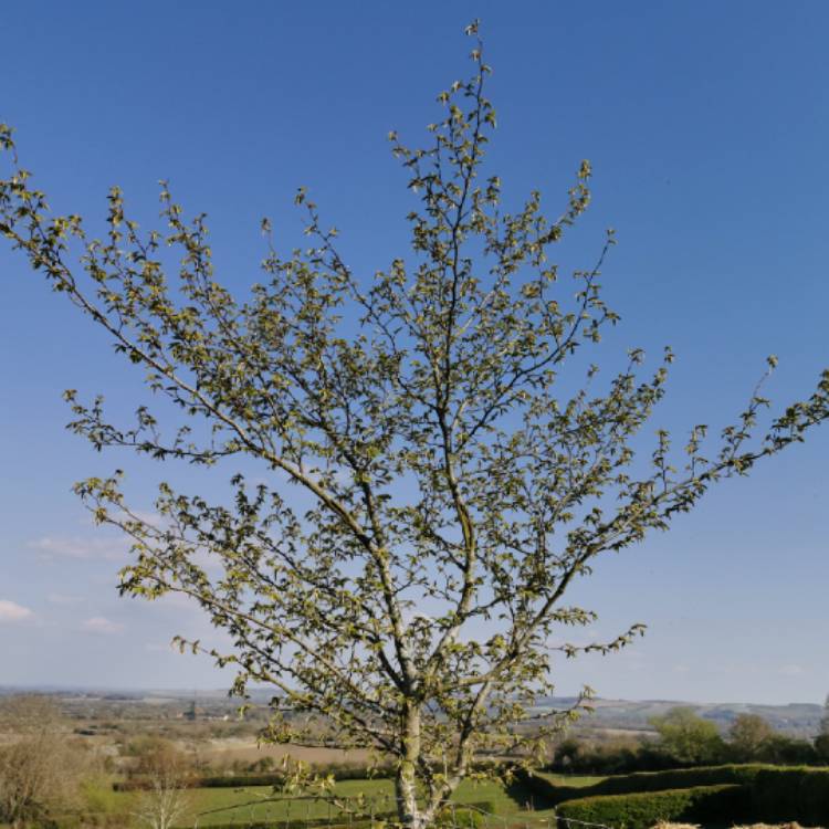 Plant image Carpinus betulus