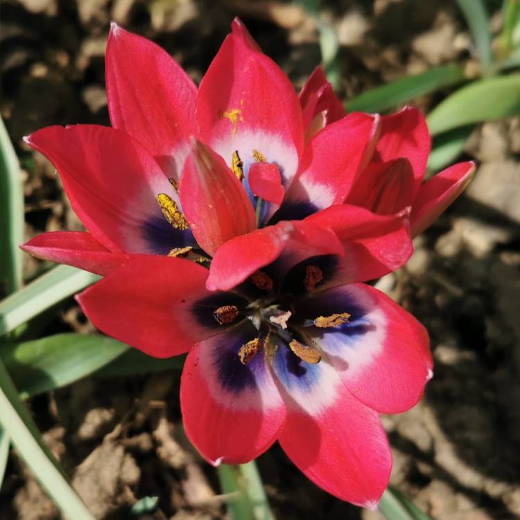 Plant image Tulipa 'Little Beauty' syn. Tulipa humilis 'Little Beauty'