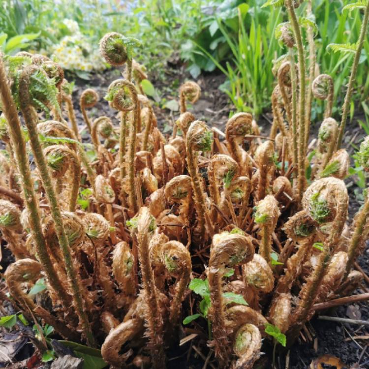 Plant image Pteridium aquilinum