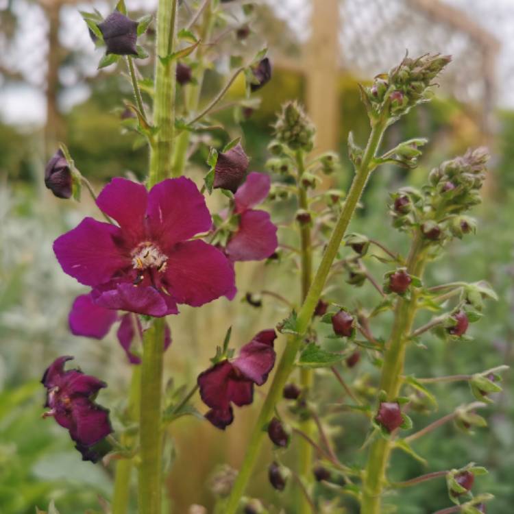 Plant image Verbascum phoeniceum 'Violetta'