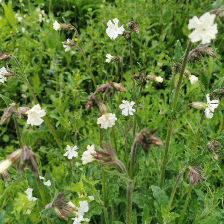 Plant image Silene latifolia