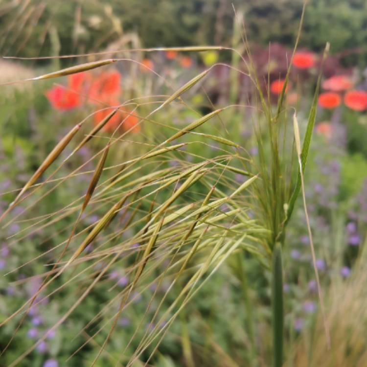 Plant image Stipa Gigantea