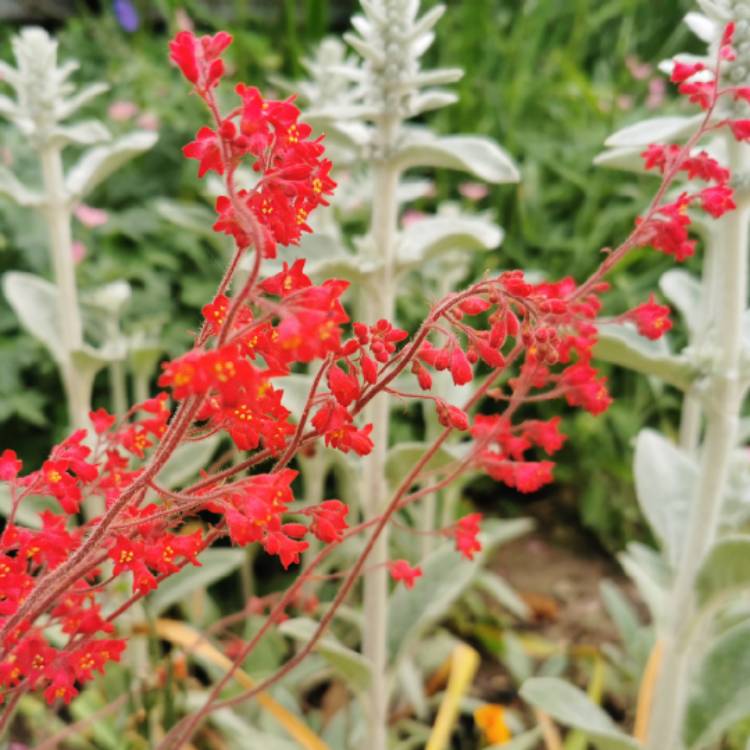 Plant image Heuchera 'Leuchtkafer' syn. Heuchera 'Firefly'