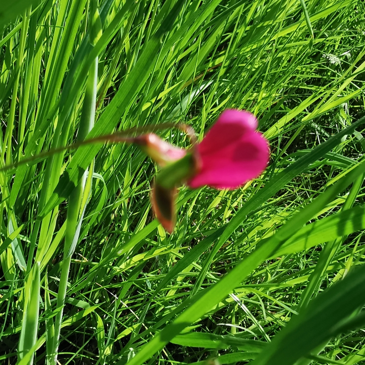 Plant image Lathyrus Tuberosus