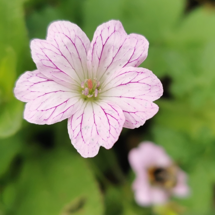 Plant image Geranium versicolor