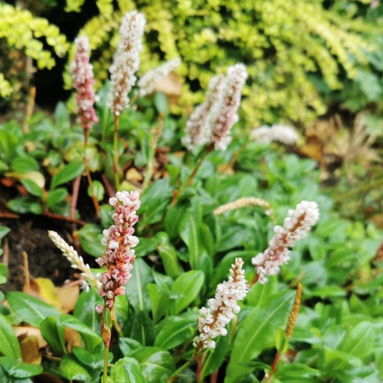 Plant image Persicaria affinis 'Darjeeling Red'