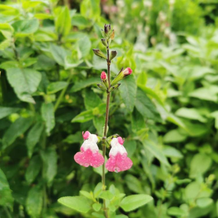 Plant image Salvia x jamensis 'Pink Lips'