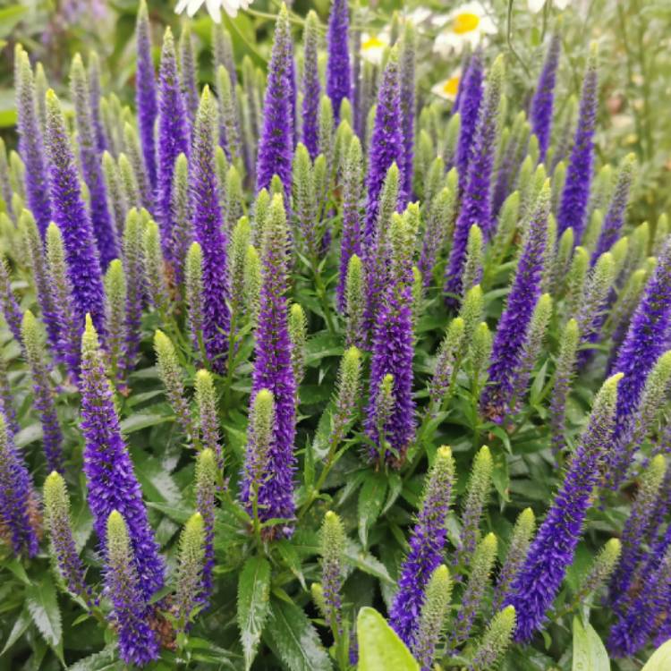 Plant image Veronica spicata 'Ulster Blue Dwarf'