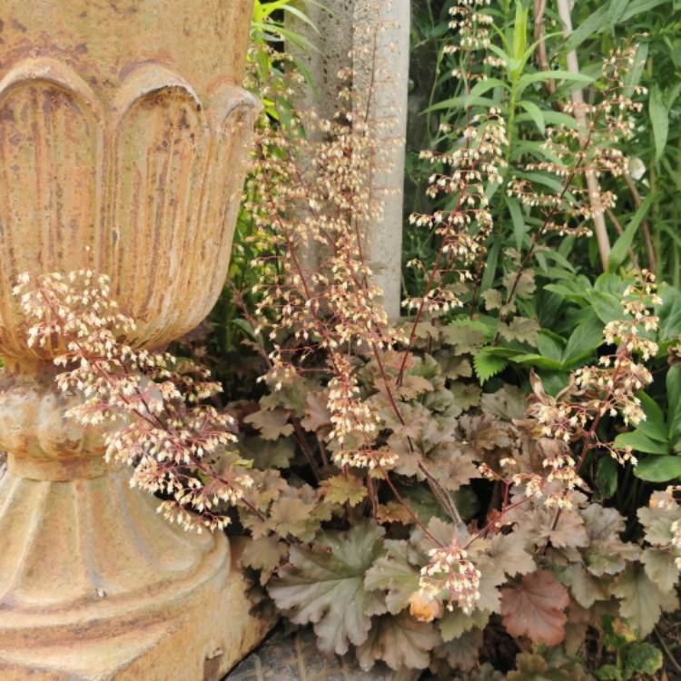 Plant image Heuchera 'Fireworks'