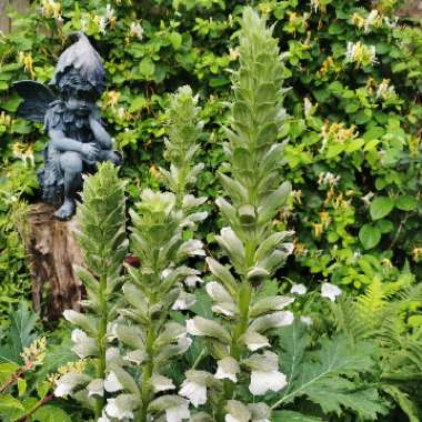 Acanthus mollis 'Alba'