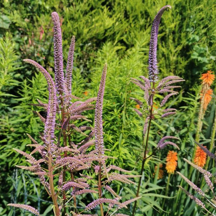 Plant image Veronicastrum virginicum 'Fascination'