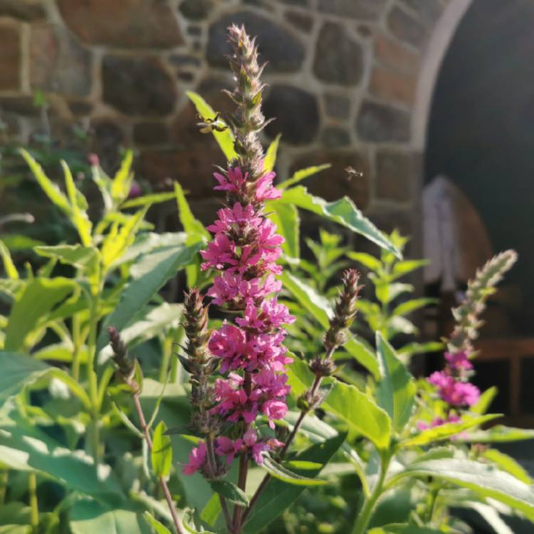 Plant image Lythrum salicaria 'Robert'