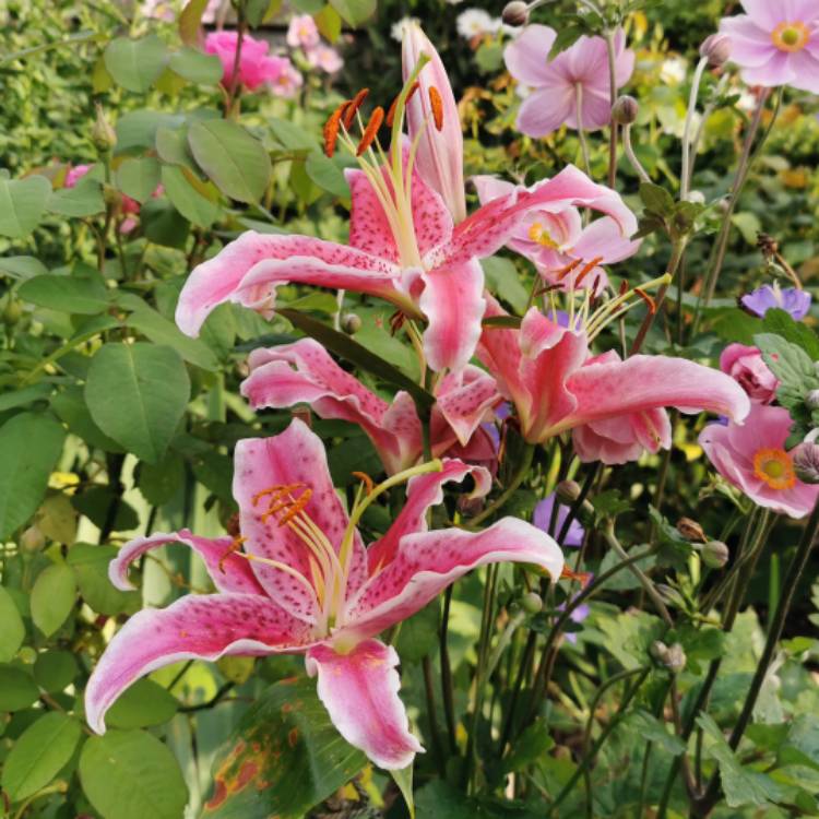 Plant image Lilium 'Star Gazer' syn. Lilium 'Stargazer'