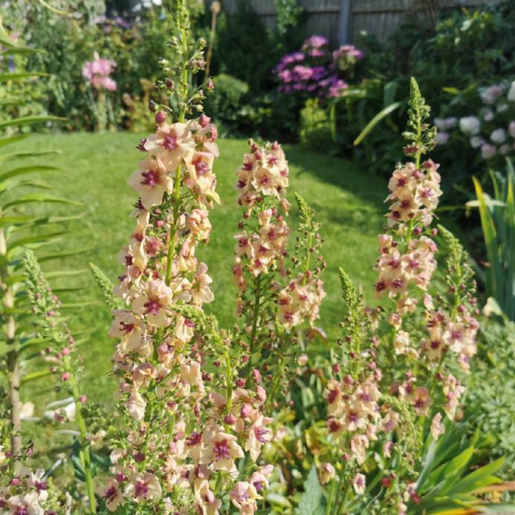 Plant image Verbascum x hybrida 'Southern Charm'