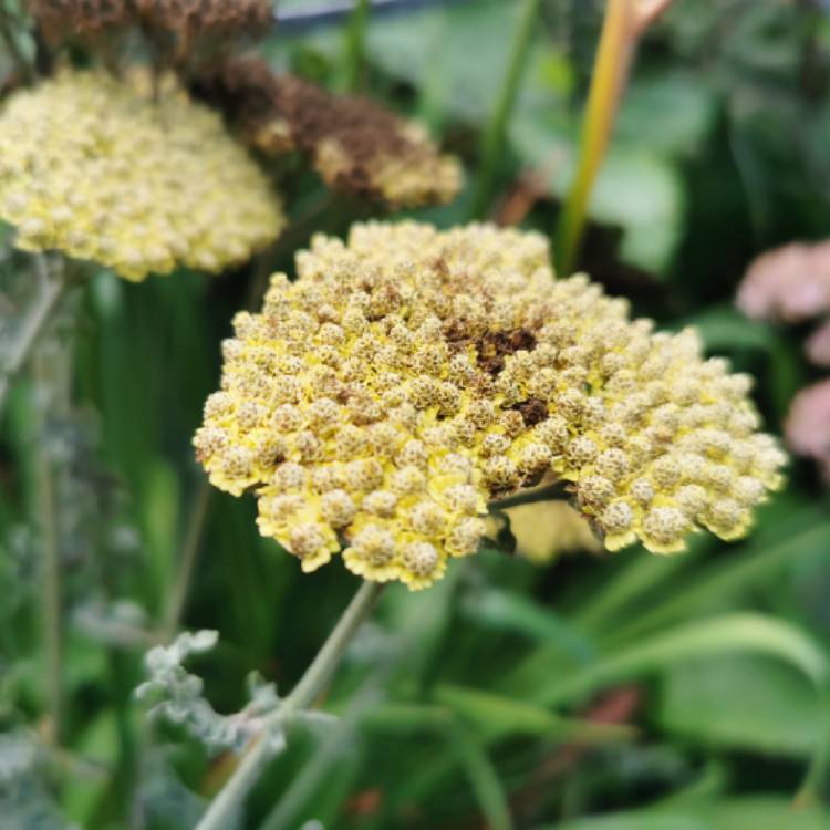 Plant image Achillea 'Moonshine'