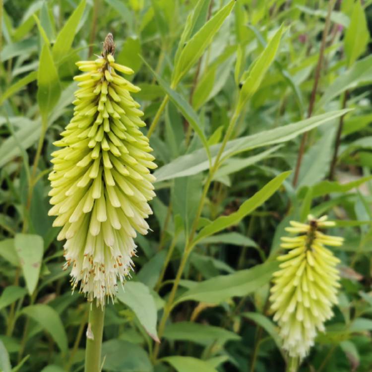 Plant image Kniphofia 'Ice Queen'