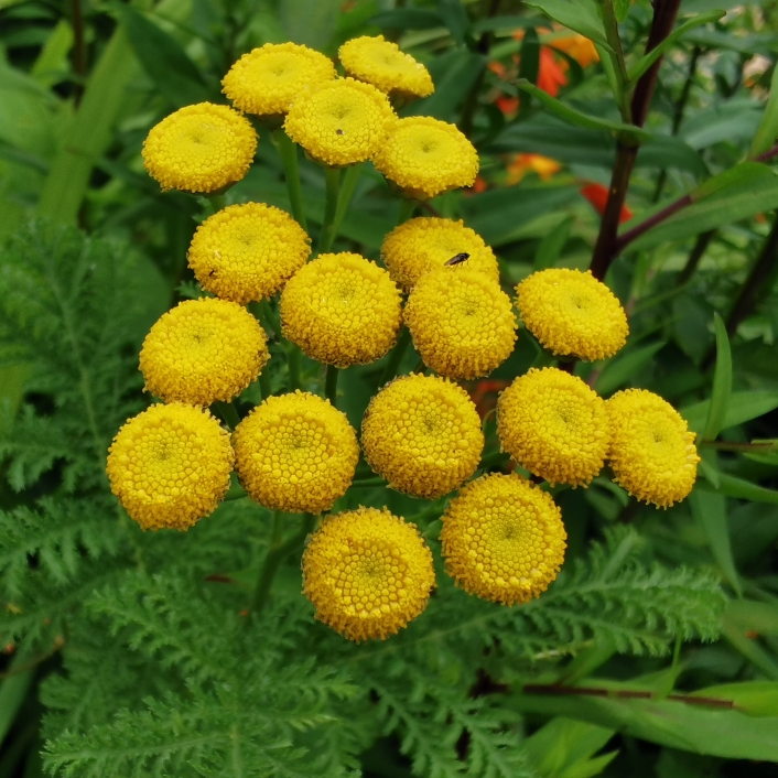 Plant image Tanacetum Vulgare