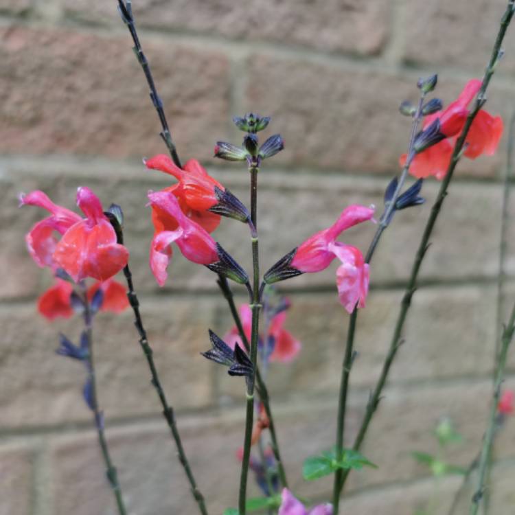 Plant image Salvia greggii 'Royal Bumble'