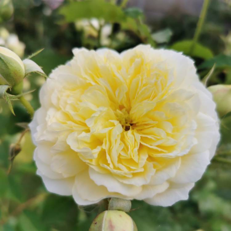 Plant image Rosa 'Auswalker' syn. Rosa 'The Pilgrim', Rosa 'Gartenarchitekt Gunther Schulze'