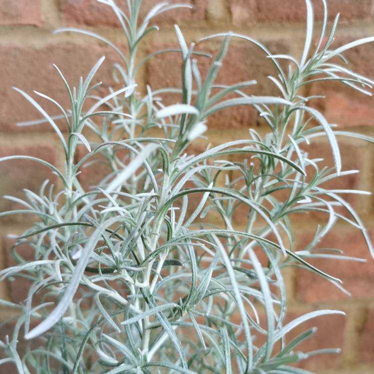 Plant image Helichrysum italicum