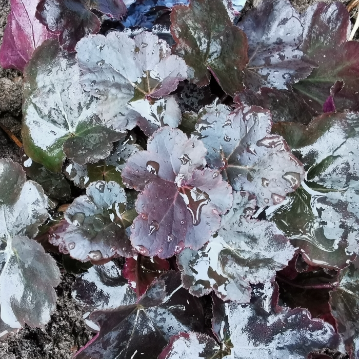 Plant image Heuchera 'Obsidian Coral bells'