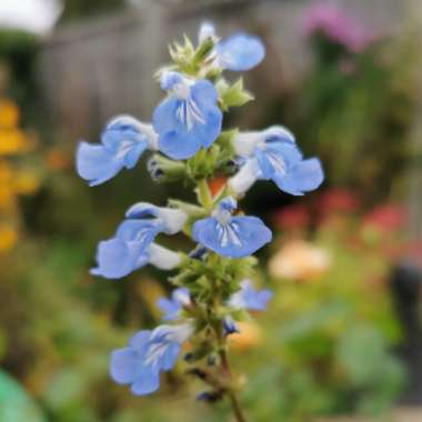 Salvia uliginosa