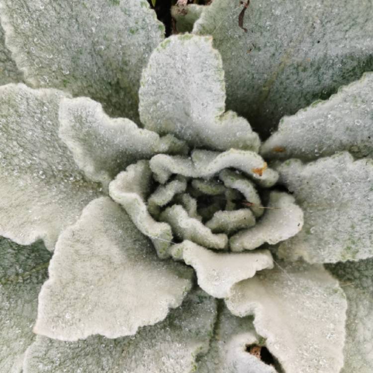 Plant image Verbascum thapsus