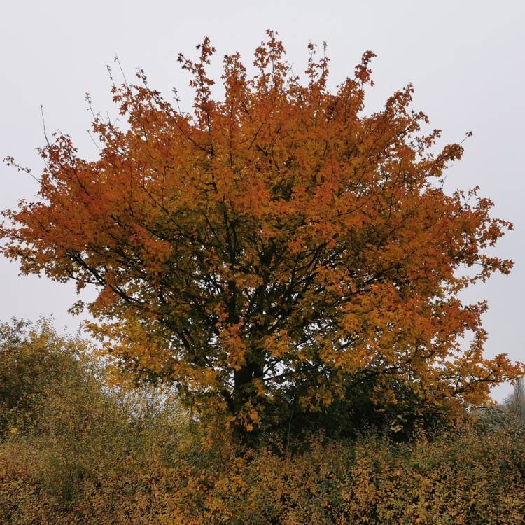 Plant image Acer campestre