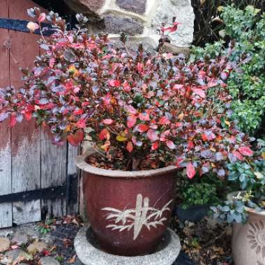 Rhododendron  (Azalea Varieties)