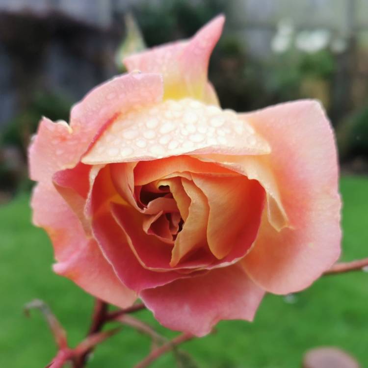 Rosa ‘Ausmum’ syn. Rosa ‘Pat Austin’, Rose ‘Pat Austin’ (Shrub