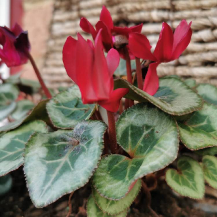 Plant image Cyclamen persicum