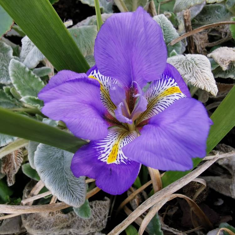 Plant image Iris unguicularis