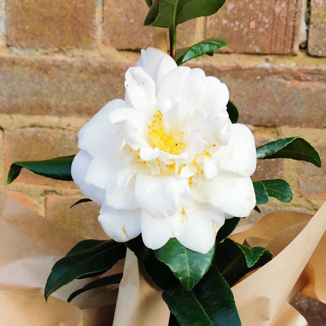 Plant image Camellia japonica 'Silver Anniversary'