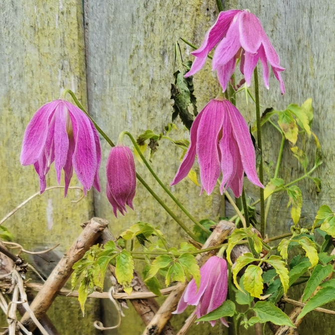 Plant image Clematis alpina 'Constance'