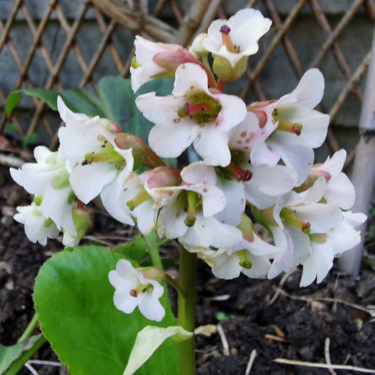 Plant image Bergenia 'Bressingham White'